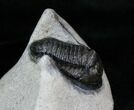 Inch Cornuproetus Trilobite #4084-2